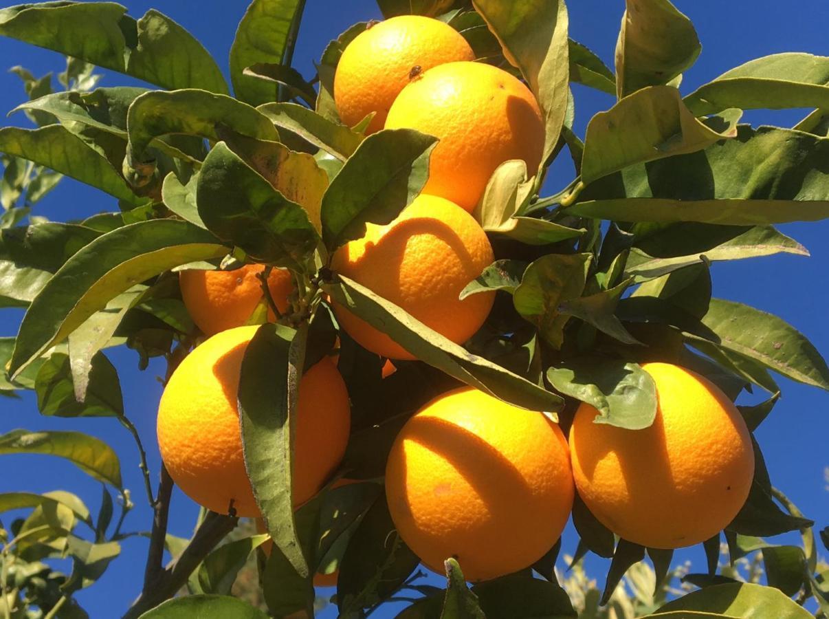 Casa Limonero Villa Casarabonela Kültér fotó